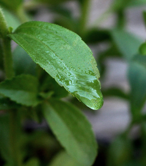 WORLD'S ONLY VIRGIN STEVIA - ORGANIC, WATER ONLY, DELICIOUS & ECOLOGICAL