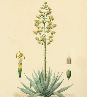 Prebiotic Plant Fiber