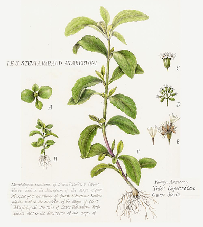 VIRGIN STEVIA