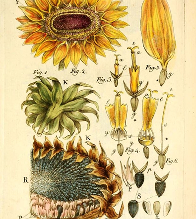 LECITHIN