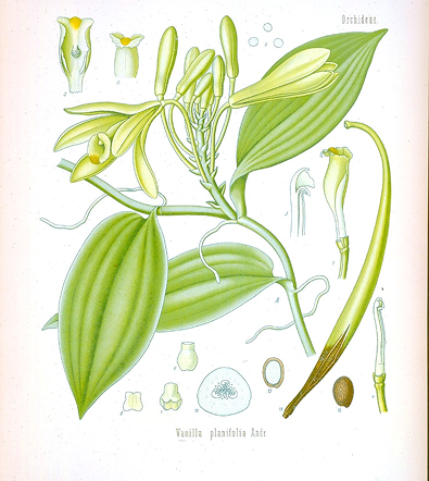 VANILLA