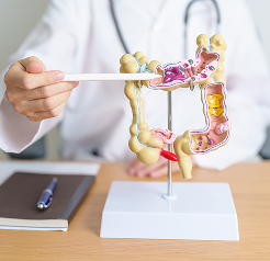 Fructose, Sucrose and Gut health