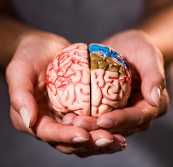 Fructose and Mental Health