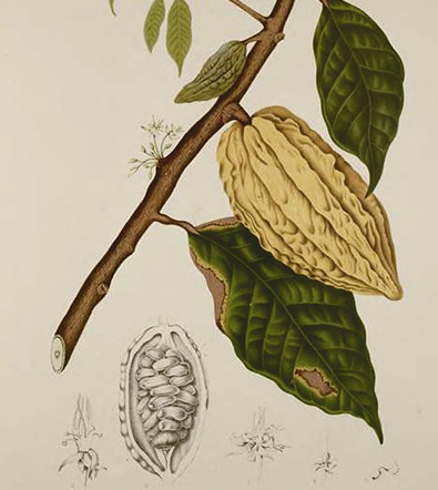 CACAO
